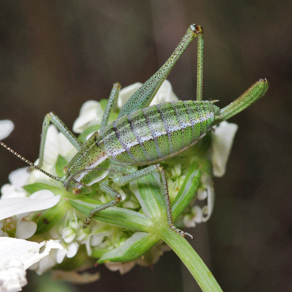 Phaneropteridae, Croazia, 22 mm, 05.2011 (femminile)